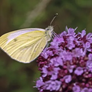 Pieris napi Print - Rapeseed White Butterfly Pieris napi Print - Rapeseed White Butterfly