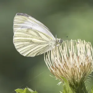 Green-veined White Butterfly Print Green-veined White Butterfly Print
