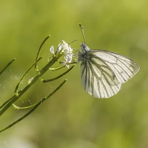 Pieris napi Green-veined White Butterfly Print Pieris napi Green-veined White Butterfly Print