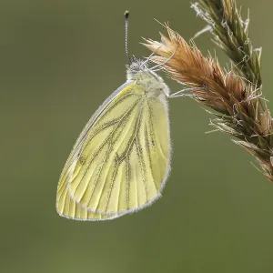 Green-veined White Butterfly Print (2nd Generation) Green-veined White Butterfly Print (2nd Generation)