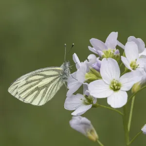 Pieris napi Print on Cardamines pratensis flower Pieris napi Print on Cardamines pratensis flower