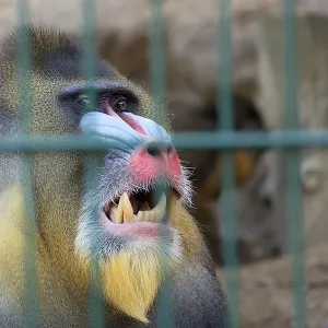 Mandrill Monkey Print in Captivity Mandrill Monkey Print in Captivity