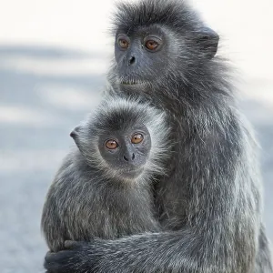 Retrato de langur gris tuftado Semnopithecus priam. Retrato de langur gris tuftado Semnopithecus priam.