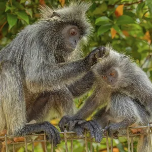 Tufted Gray Langur