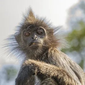 Retrato del langur gris tuftado Semnopithecus priam. Retrato del langur gris tuftado Semnopithecus priam.