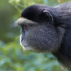 Golden Monkey (Cercopithecus kandti) Print, Rwanda, Africa Golden Monkey (Cercopithecus kandti) Print, Rwanda, Africa