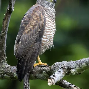 Variable Goshawk Print, Christmas Island, Australia Variable Goshawk Print, Christmas Island, Australia