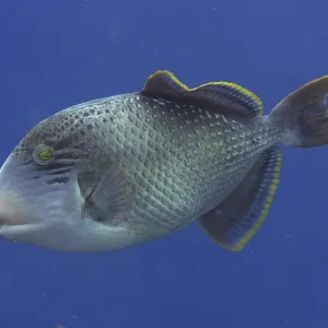 Yellowmargin Triggerfish Print - Marine Life Stock Photo Yellowmargin Triggerfish Print - Marine Life Stock Photo