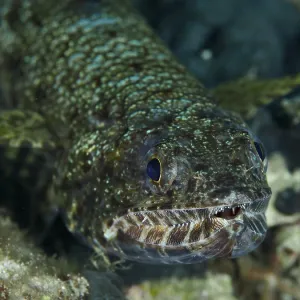 Reef Lizardfish Print