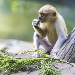 Proboscis Monkey Zoo Print Proboscis Monkey Zoo Print