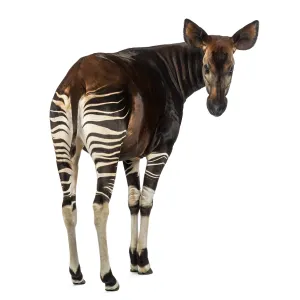 Rear View Okapi Print, Okapia johnstoni Isolated on White Rear View Okapi Print, Okapia johnstoni Isolated on White