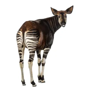 Rear View Okapi Print, Isolated on White Rear View Okapi Print, Isolated on White