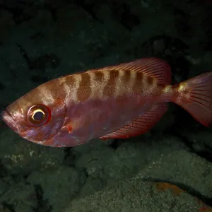 Red Fish Print: Big-Eyed Perch in Gran Canaria, Spain