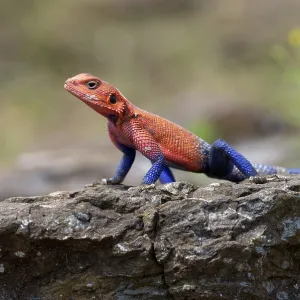 Red-headed Agama Print, Masai Mara National Park, Kenya Red-headed Agama Print, Masai Mara National Park, Kenya