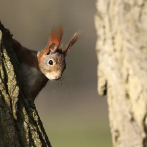 A Red Squirrel on a Tree Print A Red Squirrel on a Tree Print