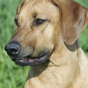 Rhodesian Ridgeback Print