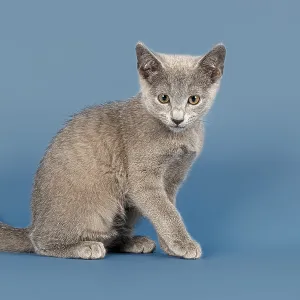 Russian Blue Kitten Print, 10 Weeks Old Russian Blue Kitten Print, 10 Weeks Old