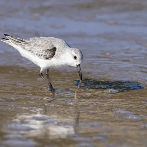 Sanderling (Calidris alba) standing in the water and pulling a worm out of the sand