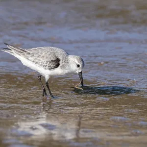 Sanderling (Calidris alba) standing in the water with a worm in its beak