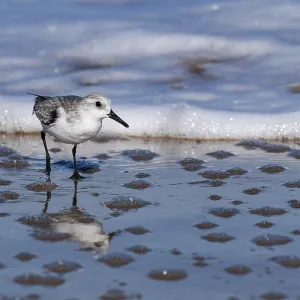 Sanderling (Calidris alba) running in shallow water