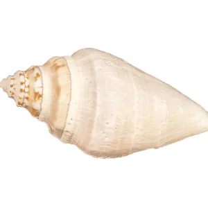 Seashell Print on White Background Seashell Print on White Background