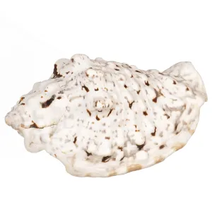 Seashell Print on White Background Seashell Print on White Background