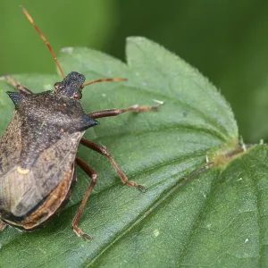 Shield Bug on Leaf Print Shield Bug on Leaf Print
