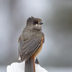 Siberian jay (Perisoreus infaustus) sitting on snowy branch