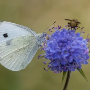 Small White Butterfly on White Cabbage Print Small White Butterfly on White Cabbage Print