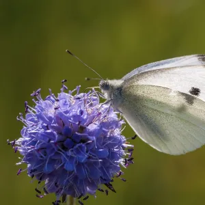 Small White Butterfly on White Cabbage Print Small White Butterfly on White Cabbage Print