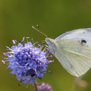 Small White Butterfly on White Cabbage Print Small White Butterfly on White Cabbage Print