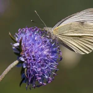Small White Butterfly on White Cabbage Print Small White Butterfly on White Cabbage Print