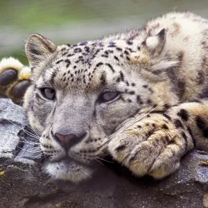 Snow Leopard In Captivity Print Snow Leopard In Captivity Print