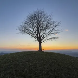 Árbol de limonero solitario en Drumlin. Árbol de limonero solitario en Drumlin.