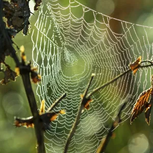 Spider's Web Print, Sachsenkam, Germany Spider's Web Print, Sachsenkam, Germany