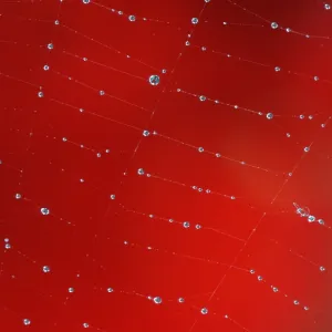 Spider's Web with Dewdrops Print, North Rhine-Westphalia, Germany Spider's Web with Dewdrops Print, North Rhine-Westphalia, Germany