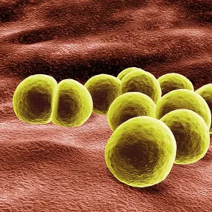 Staphylococcus aureus Bacteria 3D Print Illustration