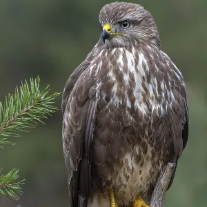 Steppe buzzard (Buteo buteo), sitting on a root