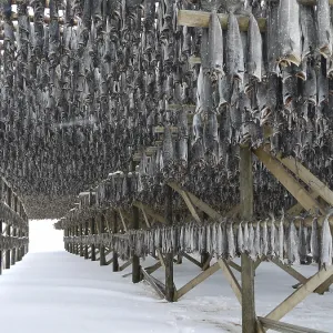 Stockfish Print - A Deep-Sea Fish Stockfish Print - A Deep-Sea Fish