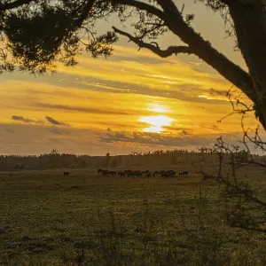 Sunset in the Doberitzer Heide Nature Reserve Print, Germany Sunset in the Doberitzer Heide Nature Reserve Print, Germany