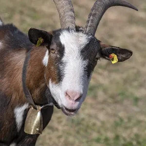 Tauernschecken domestic goat, Eggen-Hof