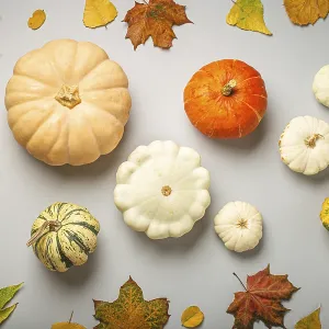 Autumn Pumpkins Print on Light Gray Background Autumn Pumpkins Print on Light Gray Background