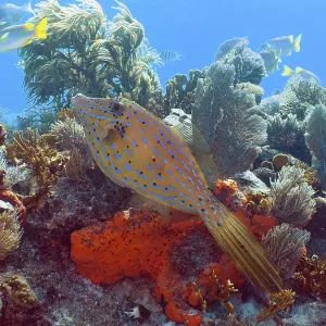 Print of Script Filefish in Key Largo, Florida Print of Script Filefish in Key Largo, Florida