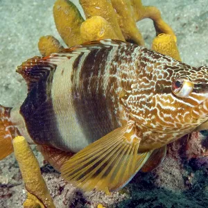 Fotografía subacuática de un pez escritor (Serranus scriba).