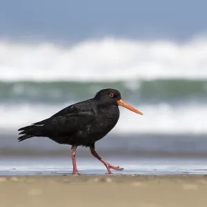 Variable oystercatcher (Haematopus unicolor) on the beach
