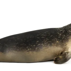 Side View of an 8-Month-Old Common Seal Print
