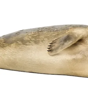 Side View of a Common Seal Print, Phoca vitulina
