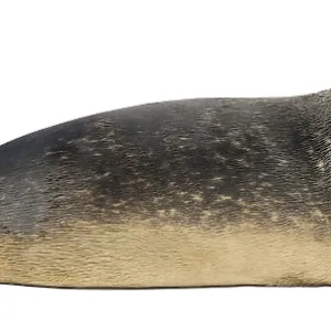 Side View of an 8-Month-Old Common Seal Print