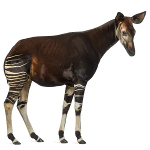 Okapi Side View Print, Okapia johnstoni Okapi Side View Print, Okapia johnstoni