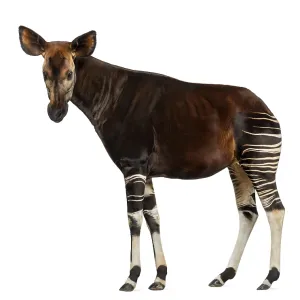 Okapi Side View Print - Okapia johnstoni Okapi Side View Print - Okapia johnstoni